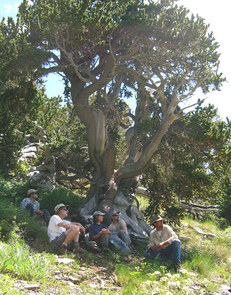 The oldest trees give the longest records of past climate in their annual growth rings, but in order to find such trees, dendrochronologists must take to the back country, often scaling remote and trail-less ridges. (Photo by Mark Losleben/Laboratory of Tree-Ring Research) The oldest trees give the longest records of past climate in their annual growth rings, but in order to find such trees, dendrochronologists must take to the back country, often scaling remote and trail-less ridges. (Photo by Mark Losleben/Laboratory of Tree-Ring Research)